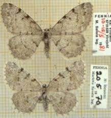 Attēlu rezultāti vaicājumam “Aethalura punctulata”