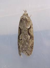 Attēlu rezultāti vaicājumam “Semioscopis steinkellneriana”