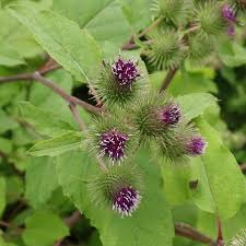 Attēlu rezultāti vaicājumam “Arctium”