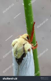 Attēlu rezultāti vaicājumam “Hepialus humuli male”