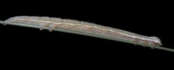 Attēlu rezultāti vaicājumam “Callistege mi”