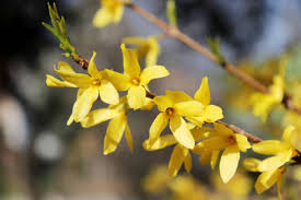 Attēlu rezultāti vaicājumam “Forsythia intermedia flower”
