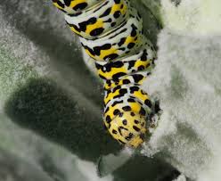 Attēlu rezultāti vaicājumam “Cucullia verbasci”