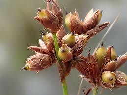 Attēlu rezultāti vaicājumam “Cladium mariscus bud”