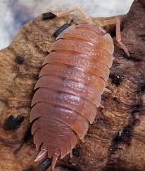 Attēlu rezultāti vaicājumam “Porcellio scaber”