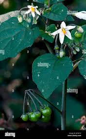 Attēlu rezultāti vaicājumam “Solanum nigrum”