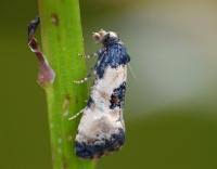 Attēlu rezultāti vaicājumam “Cochylis dubitana”
