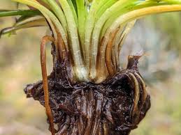 Attēlu rezultāti vaicājumam “Isoetaceae”