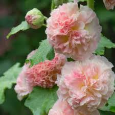 Image result for Alcea rugosa