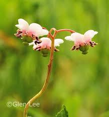 Attēlu rezultāti vaicājumam “Chimaphila umbellata flower”