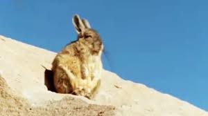 Image result for viscacha