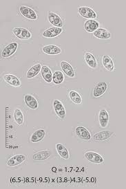 Attēlu rezultāti vaicājumam “Ombrophila violacea”