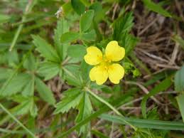 Attēlu rezultāti vaicājumam “Potentilla erecta leaf”