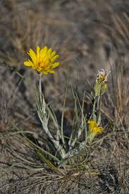 Attēlu rezultāti vaicājumam “Tragopogon heterospermus”