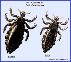 Attēlu rezultāti vaicājumam “Licea pygmaea sessile”