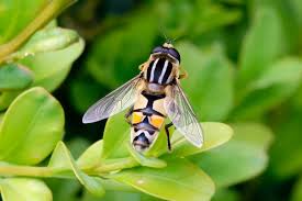 Attēlu rezultāti vaicājumam “Syrphidae”