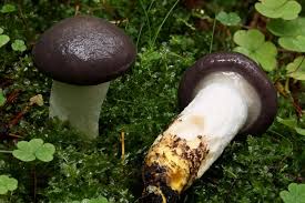 Image result for GemüseeuleGrüßle