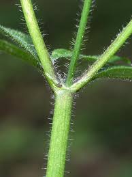 Attēlu rezultāti vaicājumam “Ranunculus lanuginosus bud”