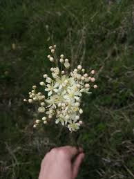 Image result for Filipendula vulgaris