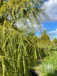 Attēlu rezultāti vaicājumam “Taxodium distichum”