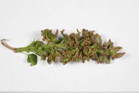 Attēlu rezultāti vaicājumam “Acalitus longisetosus”