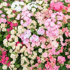 Image result for Phlox drummondii