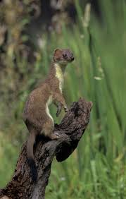 Attēlu rezultāti vaicājumam “Mustela erminea adult”