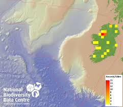 Attēlu rezultāti vaicājumam “Taxiphyllum wissgrillii”