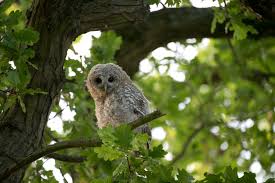 Image result for Strix aluco