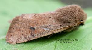Attēlu rezultāti vaicājumam “Orthosia cruda”