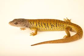 Attēlu rezultāti vaicājumam “Crocallis elinguaria imago”