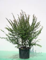 Attēlu rezultāti vaicājumam “Symphoricarpos x chenaultii”