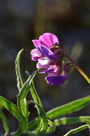 Attēlu rezultāti vaicājumam “Lathyrus japonicus subsp. maritimus flower”