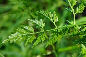 Attēlu rezultāti vaicājumam “Oenanthe aquatica”