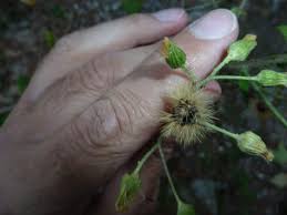 Attēlu rezultāti vaicājumam “Hieracium umbellatum bud”