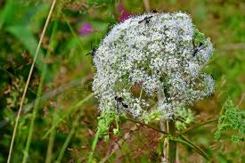 Image result for Angelica silvestris