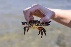 Image result for Eriphia verrucosa