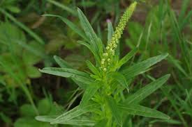 Image result for Reseda luteola