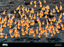 Attēlu rezultāti vaicājumam “Hemitrichia decipiens young”