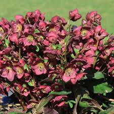 Image result for Christrose