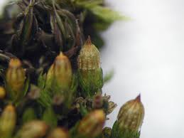 Attēlu rezultāti vaicājumam “Orthotrichum pumilum”