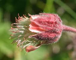 Attēlu rezultāti vaicājumam “Galium rivale flower”
