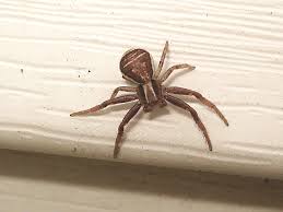 Attēlu rezultāti vaicājumam “Xysticus ulmi”