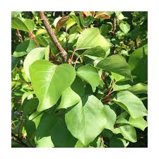 Attēlu rezultāti vaicājumam “Prunus armeniaca”