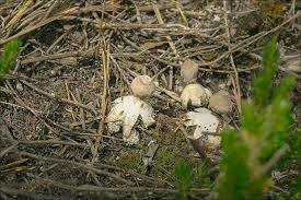 Attēlu rezultāti vaicājumam “Geastrum minimum”