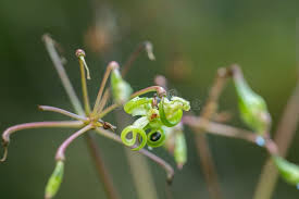 Attēlu rezultāti vaicājumam “Impatiens glandulifera fruit”
