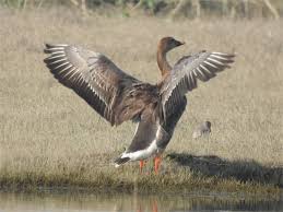 Image result for Anser fabalis