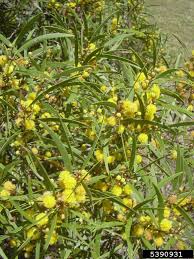 Attēlu rezultāti vaicājumam “Aphis confusa”