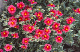 Attēlu rezultāti vaicājumam “Helianthemum x hybridum flower”