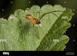Attēlu rezultāti vaicājumam “Theridiidae”